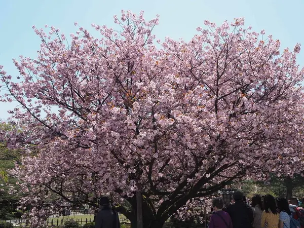 桜の種類によってはまだ見れました。