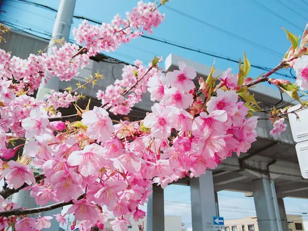 JR魚住駅前に咲いてた河津桜🌸