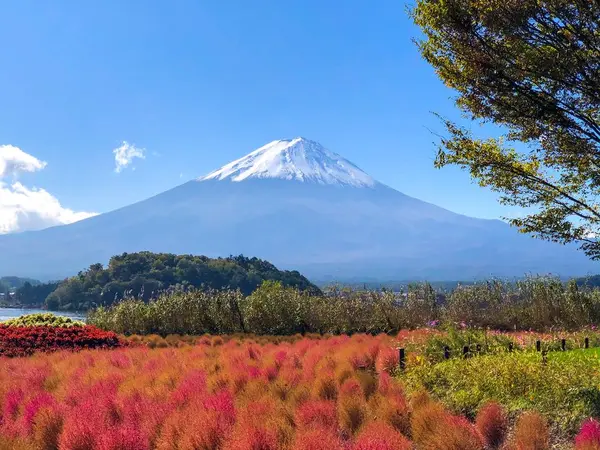 富士山とコキア