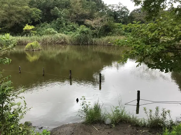公園内は池がいっぱい。