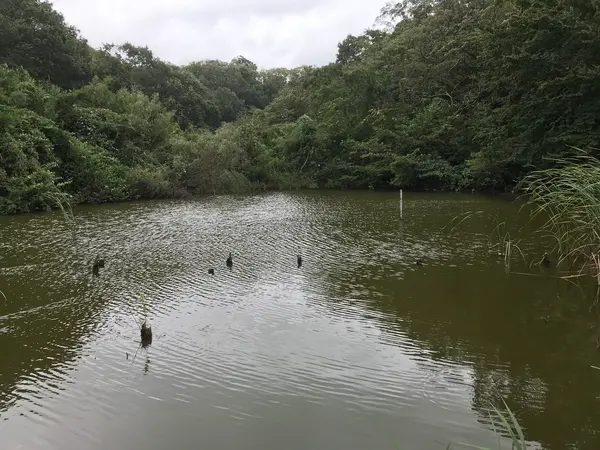 二つの池が隣接してます。