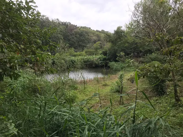古民家前の池