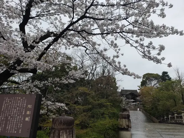 桜の名所