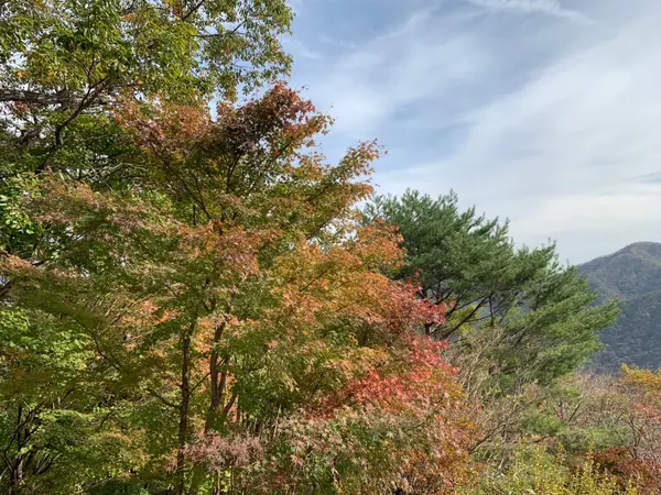 紅葉