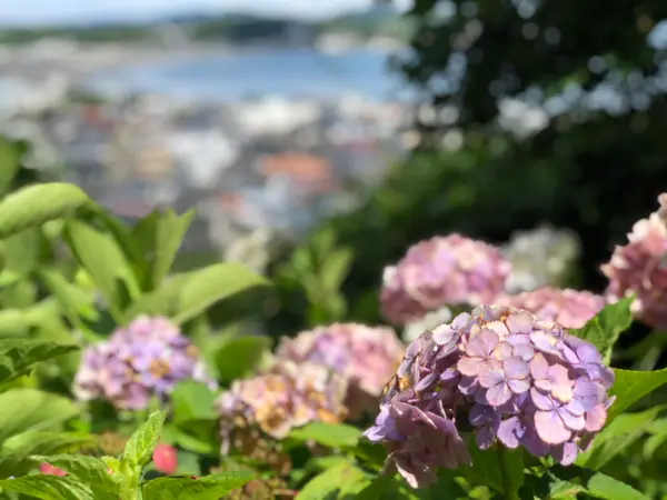 長谷寺から見る海と紫陽花