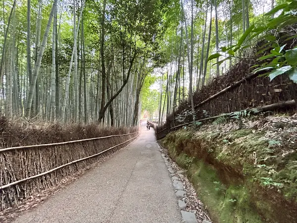 竹林は、無料で見れるルートがあります