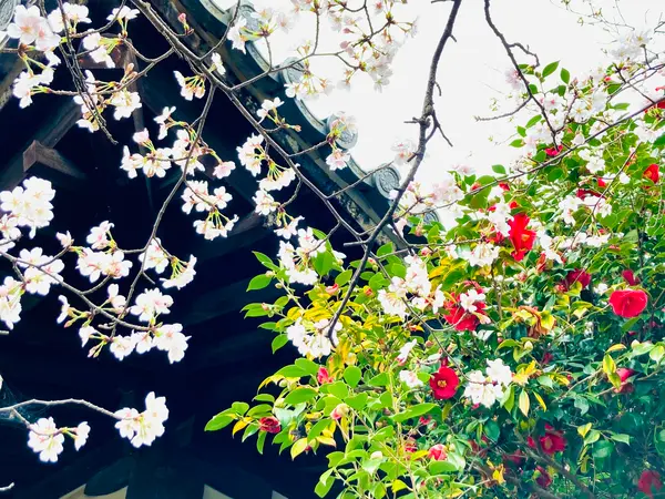 椿と桜の競演