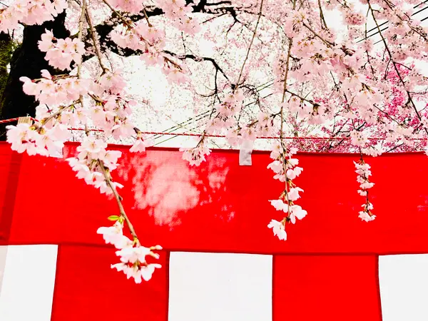 平野の夜桜