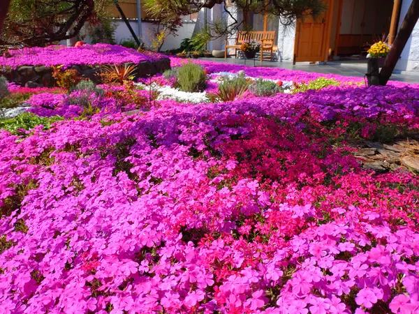 芝桜満開時の樹木葬