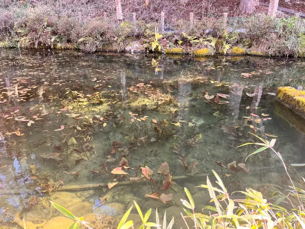 時期がズレていても、湧き水は綺麗！
