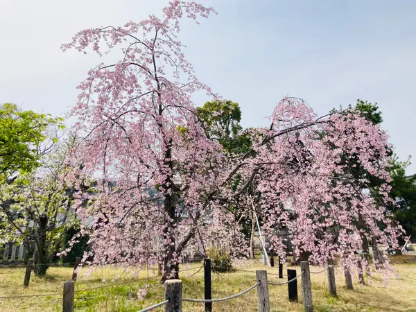 紅枝垂れ桜🌸が見頃でした