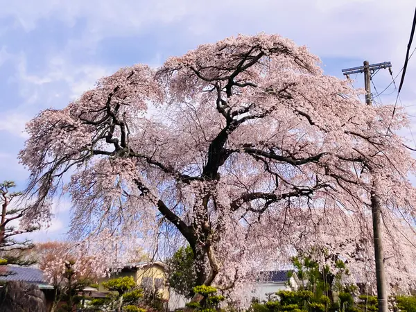 立派な枝垂桜が❗️