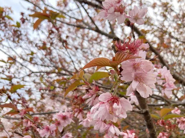天保年間創業の歴史ある造園