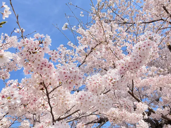 空高く