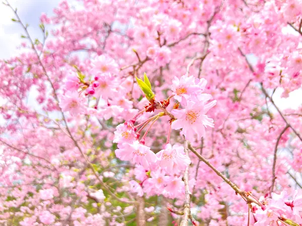 紅枝垂桜