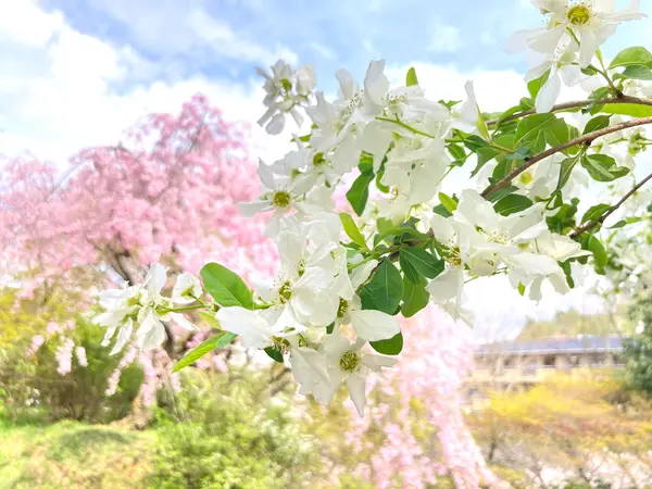 利休梅
