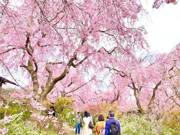 🌸どこを見ても桜、サクラ、さくら〜🌸