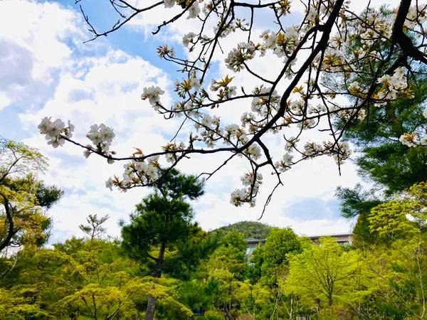 見上げた先に…🌸