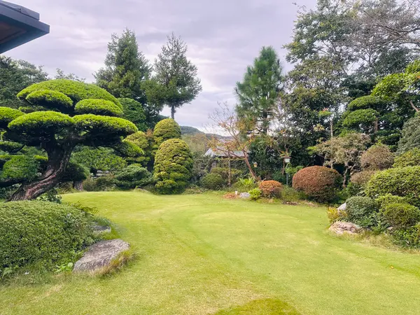 お庭には大きな一本松