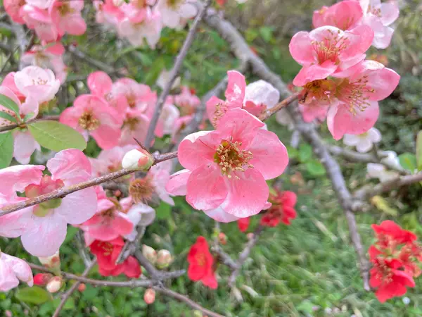 源平咲きのぼけ