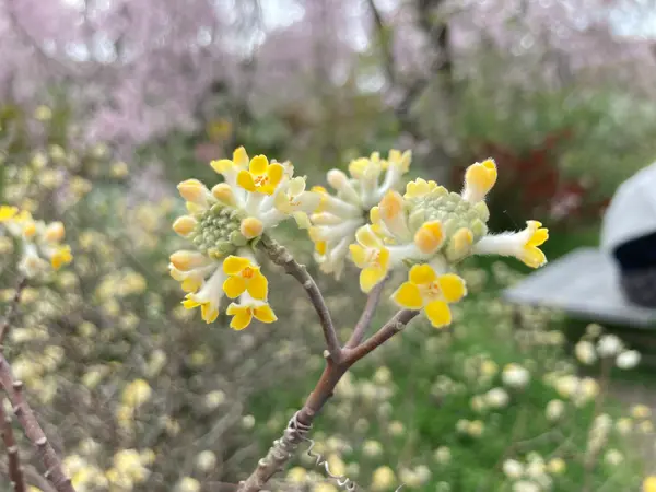 ミツマタ