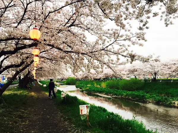 春 桜祭り