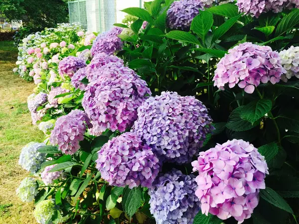 梅雨　紫陽花