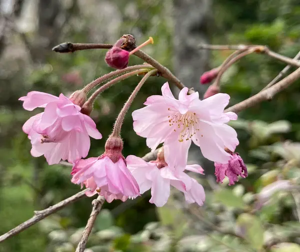 いろいろな桜が楽しめます