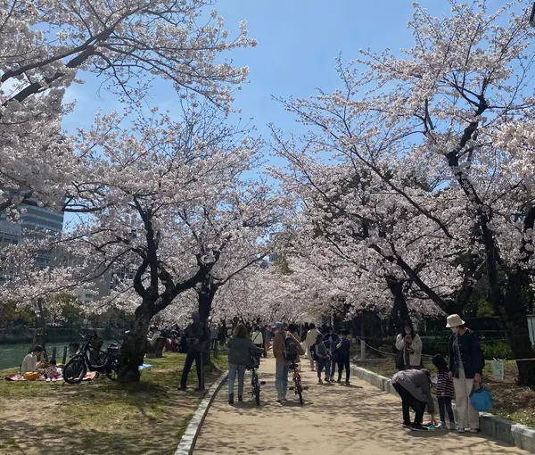 春には桜並木を楽しめます