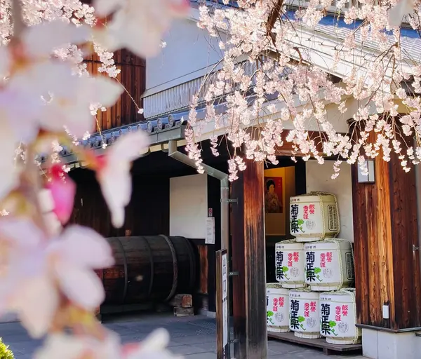 桜と酒樽
