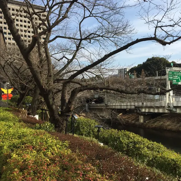 赤坂の川。高速の真横なにおちつきます。