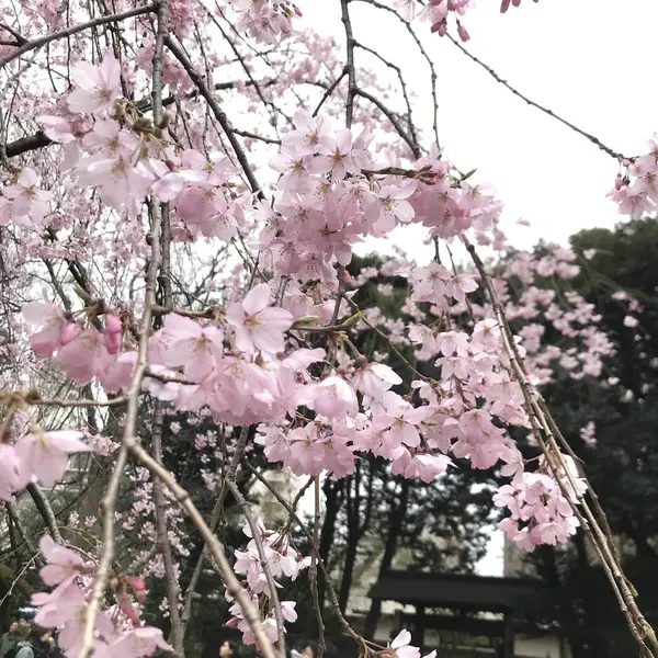 桜見頃