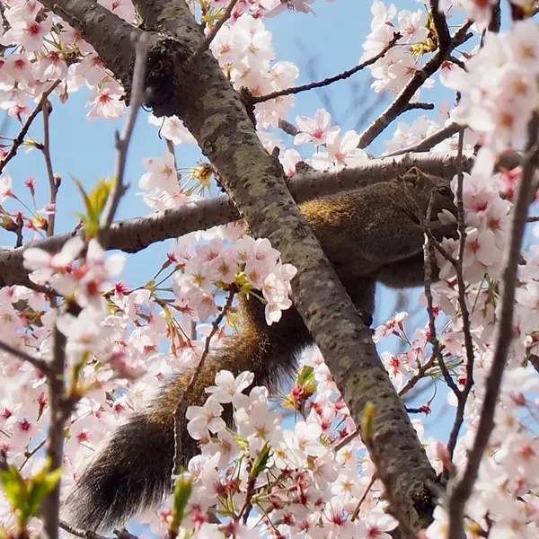 満開の桜の木にリスが2匹🐿
