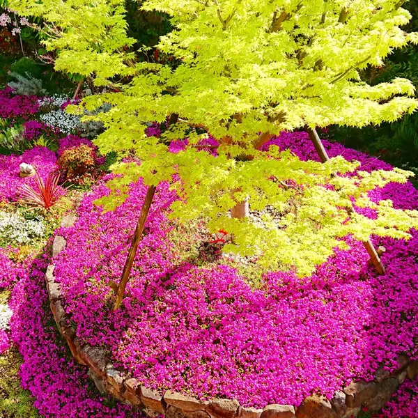 青紅葉と芝桜