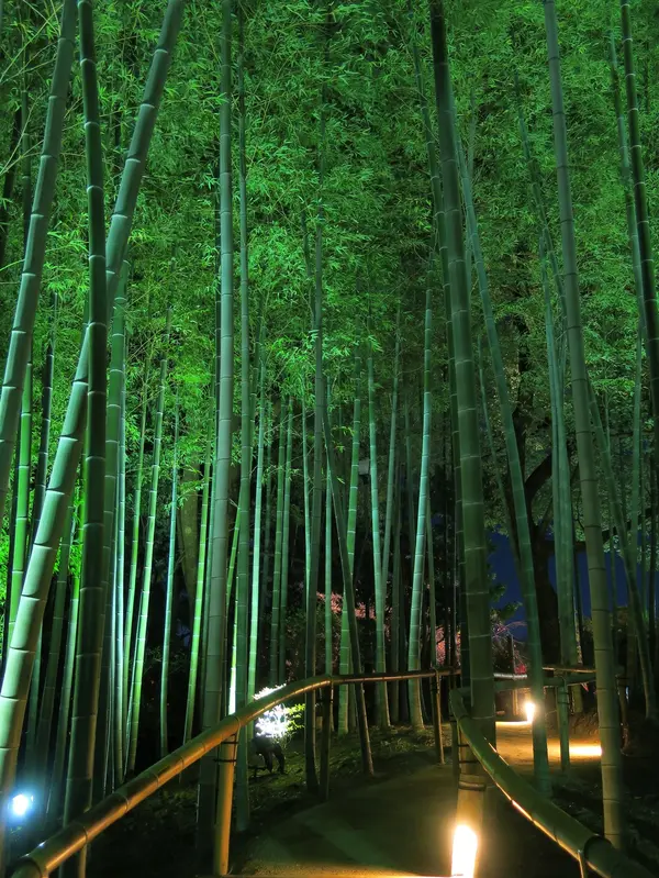 竹林までライトアップ