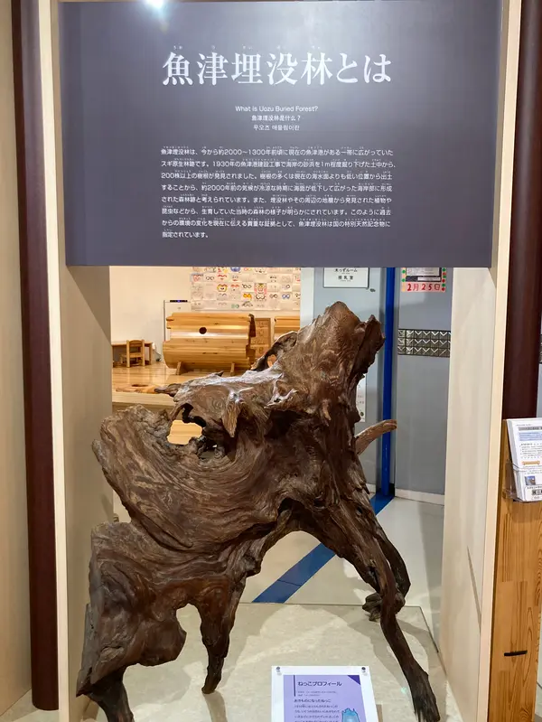 埋没林コーナー