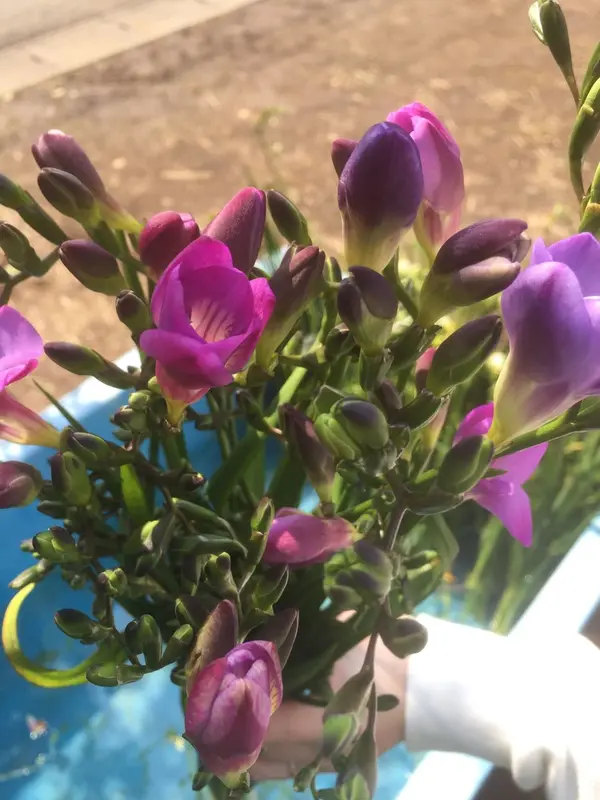 紫色のフリージア