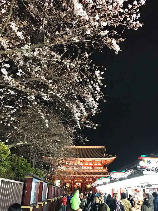 桜満開だとまたキレイなんだろうな🤤🌸