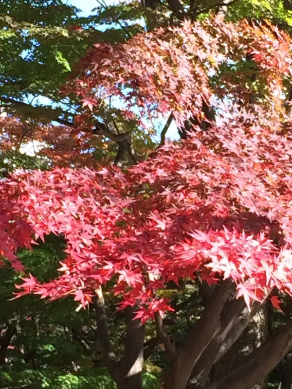 紅葉の紅葉