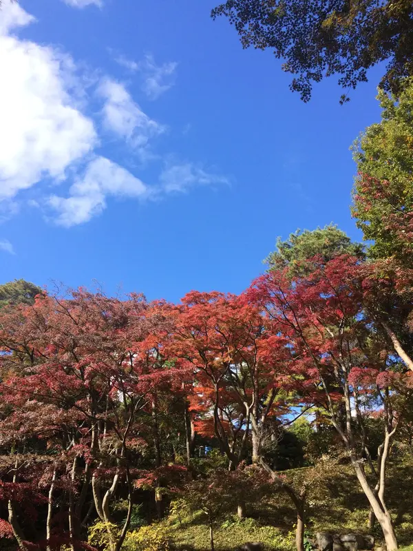 青空 と 紅葉🍁