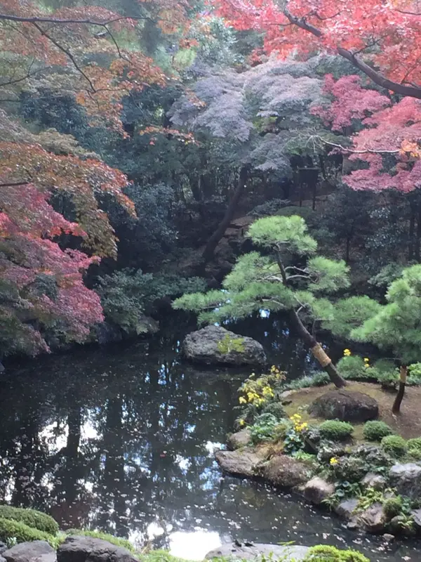 上の小屋 から 見た小池