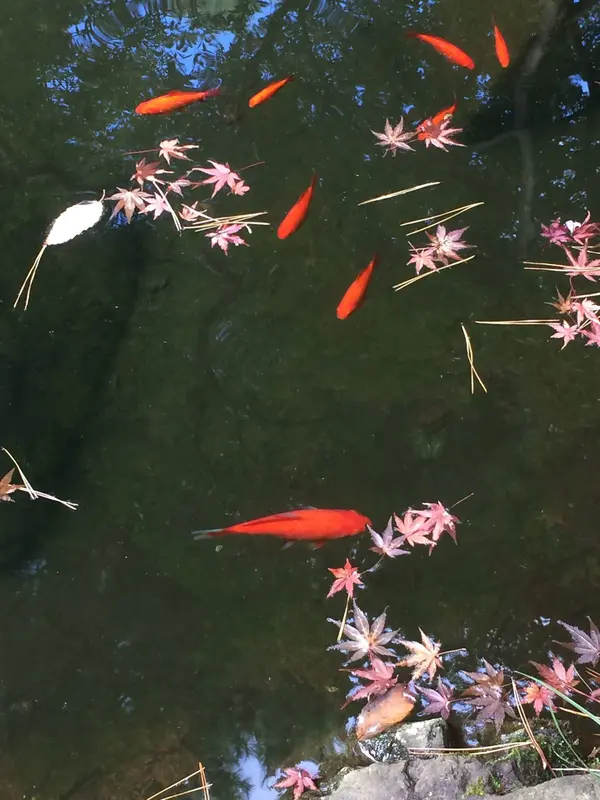 金魚？ と 思いきや 子鯉？