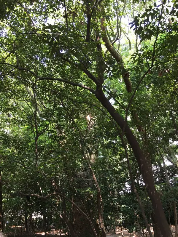 生田の森