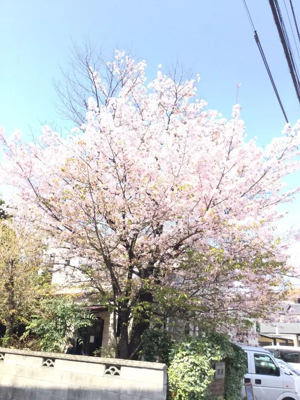 櫻蔵の桜