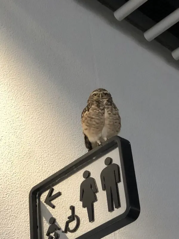 トイレのサインの上には...フクロウが！