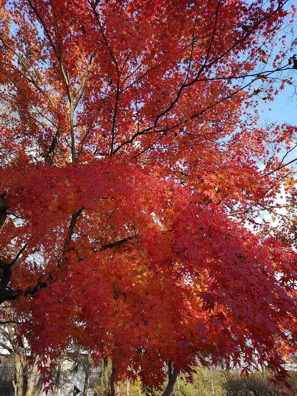 霞城公園の紅葉🍁