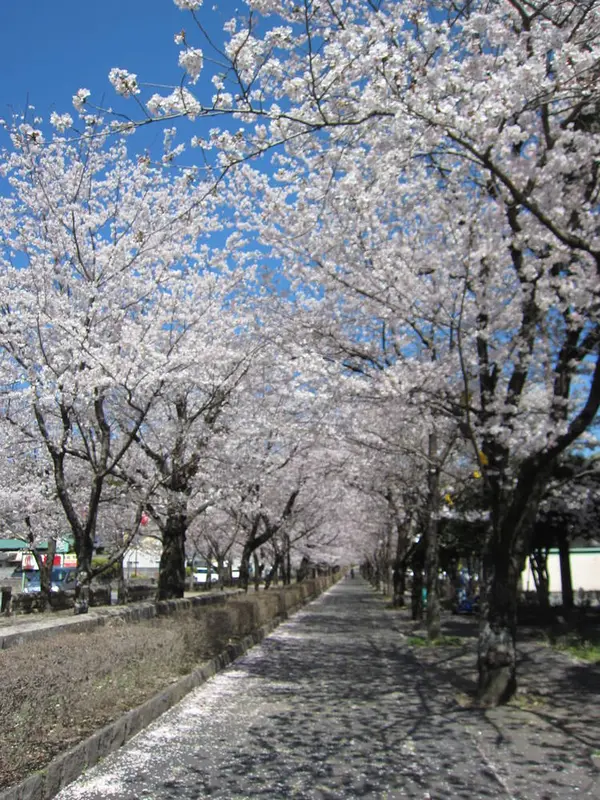 参道の横・桜並木