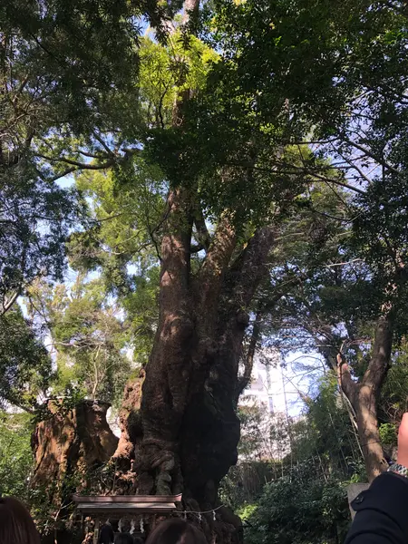 樹齢2000年超えの大楠