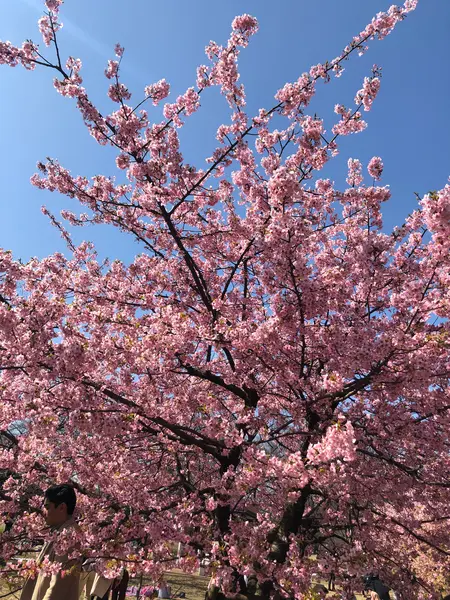 満開の寒桜の下でお花見