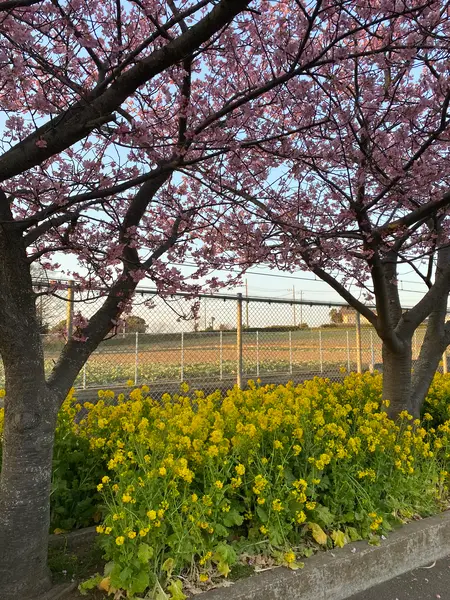 京急線沿いの桜並木と菜の花